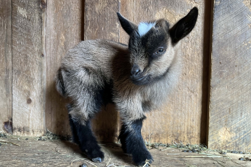 A small goat poses for a photograph in a barn