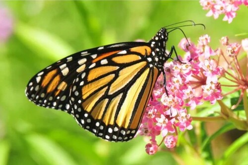 A monarch butterfly sits on a small pink flower, green plants in the background