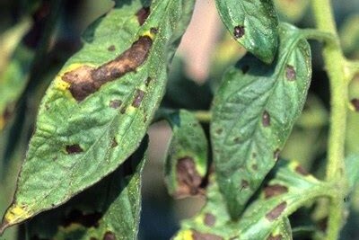 Tomato leaf with early blight 