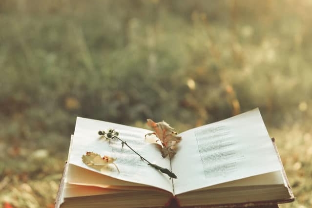 Image of an open book with leaves on it